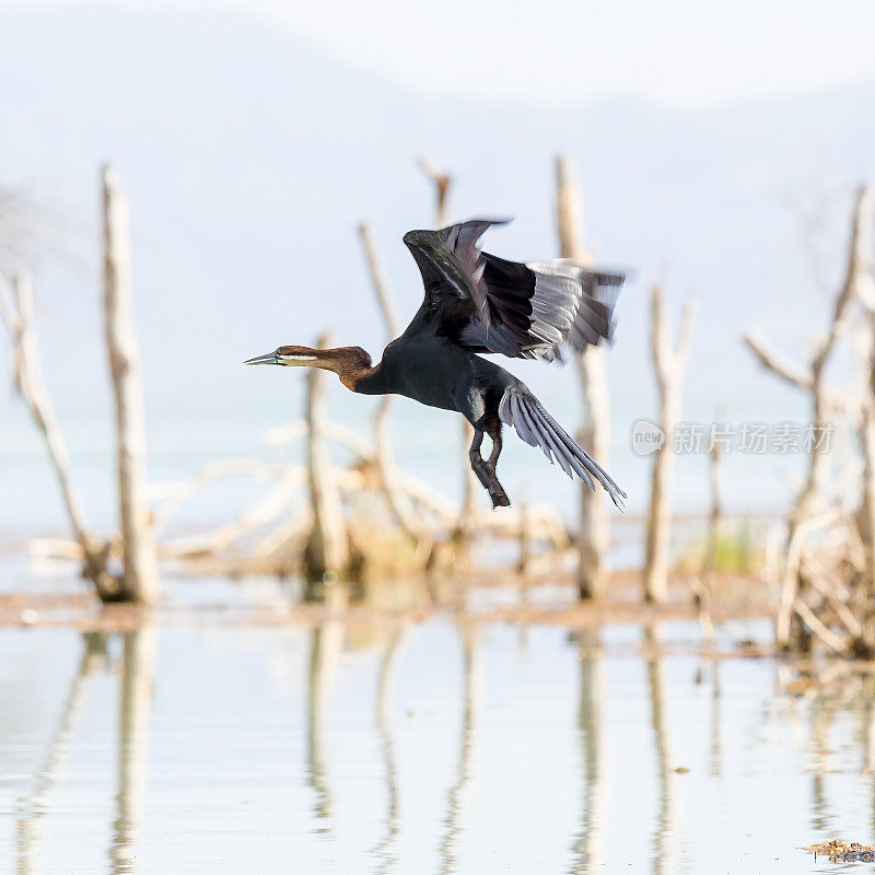 非洲飞镖(Anhinga rufa)